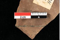 Foto (Detailansicht) von Widdringtonia ungeri Endl. (NHMW-GEO-2024-0188-0137)